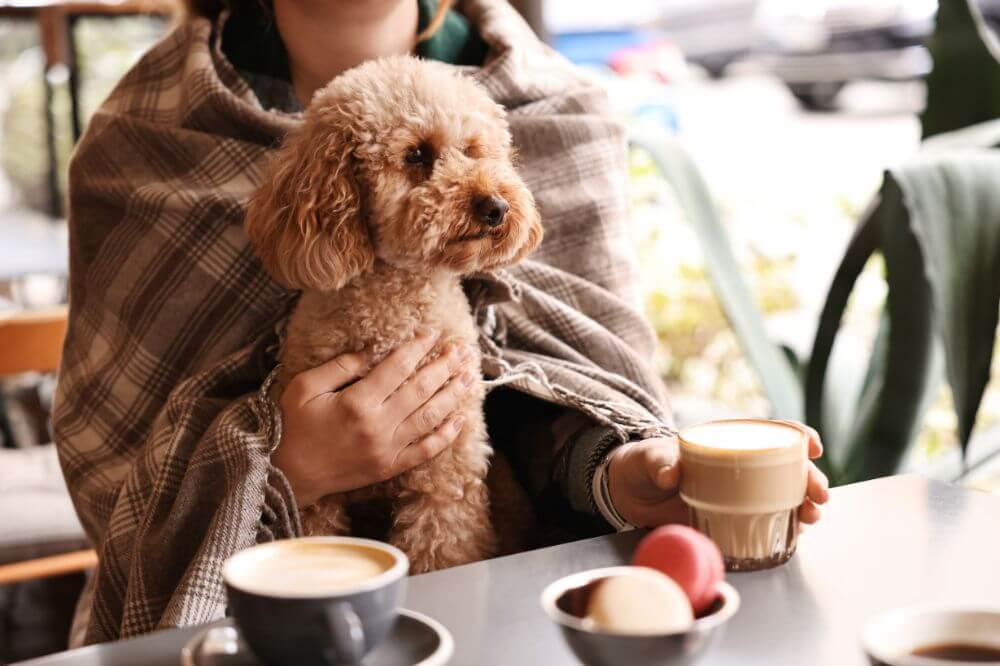 Hunde- og veganvennlige kafeer i Oslo
