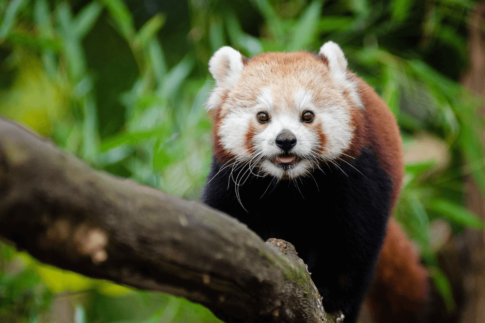 En lodden rød panda sitter på en gren i jungelen.