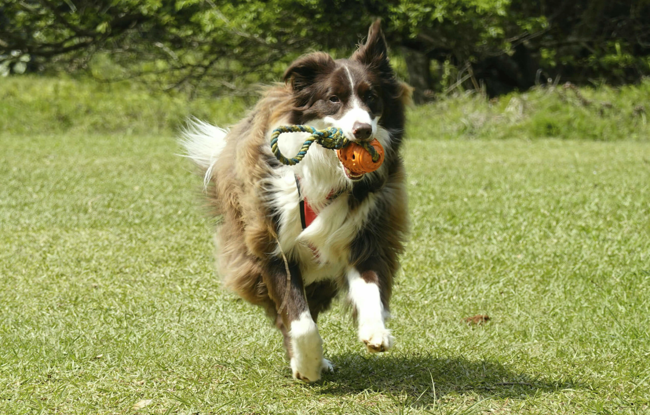 Energisk border collie løper på en plen med leke i munnen