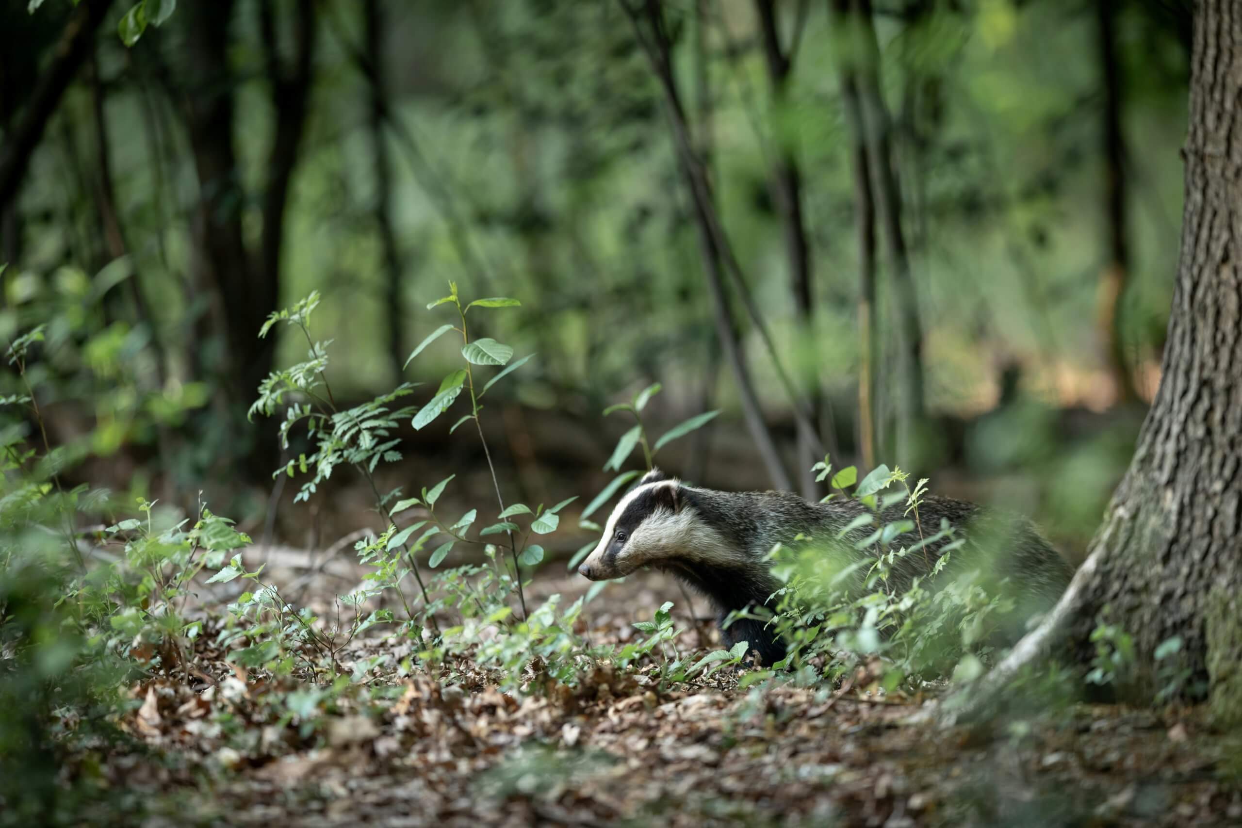 En grevling blant blader og løv i skogen