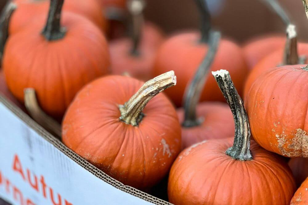 Gresskarlykt til Halloween: 3 ting du kan gjøre med gresskarinnmaten