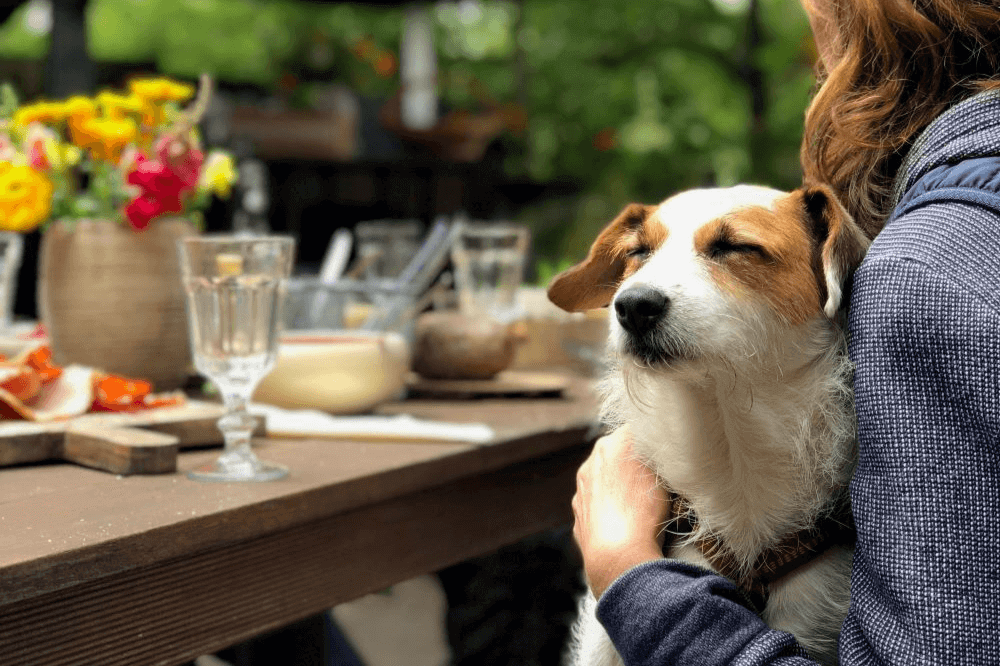 Hund sitter ved bordet på en kafe