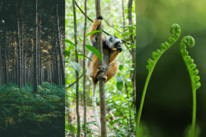 tre bilder ved siden av hverandre med en skog, en ape og en plante