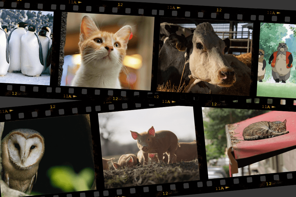 Montasje: Warner Bros / Arthaus / Selmer Media / Knepp / Kate Kirkwood / Passion Pictures