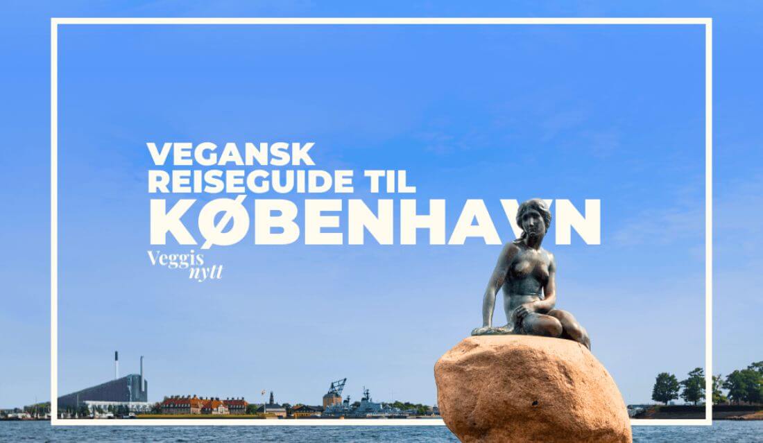 Den Lille Havfrue statuen i København