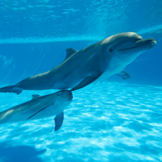 Delfiner i delfinarium.