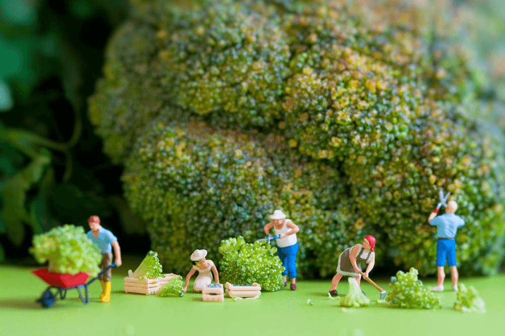 Miniatyrfigurer som gjør hagearbeid i en hage laget av brokkoli.