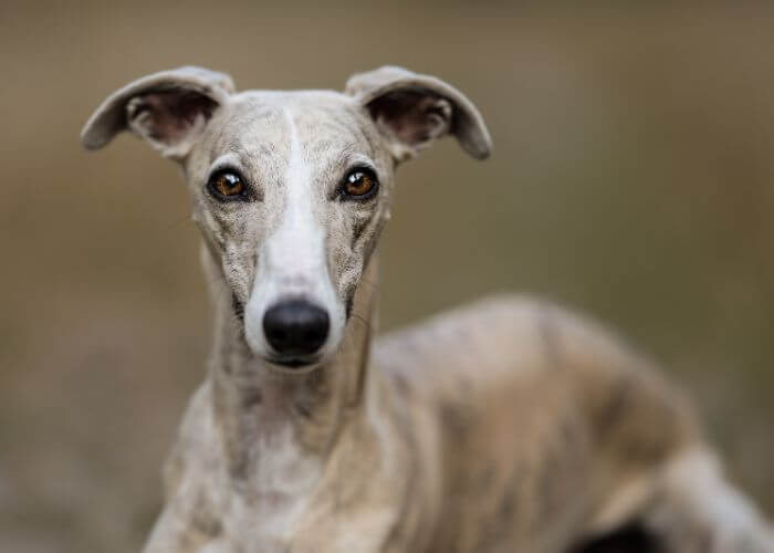 Ung greyhound hund .