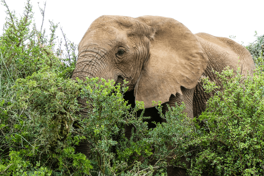 Afrikansk elefant i buskene.