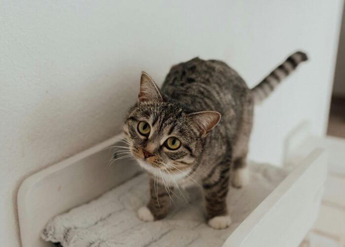 Grå og hvit katt.