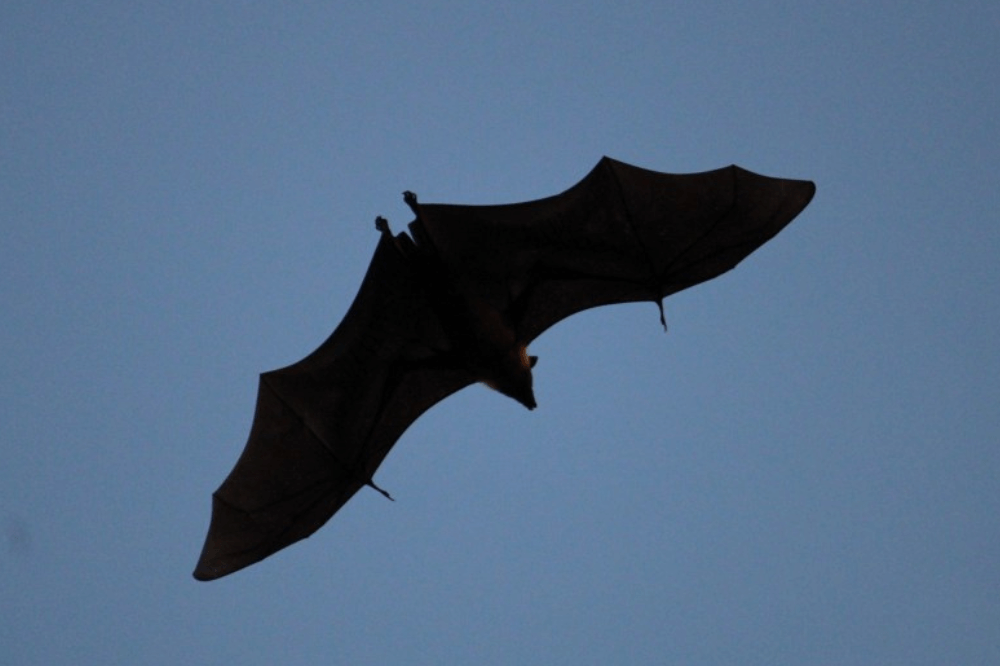 Siluetten av en flaggermus som flyr over himmelen.
